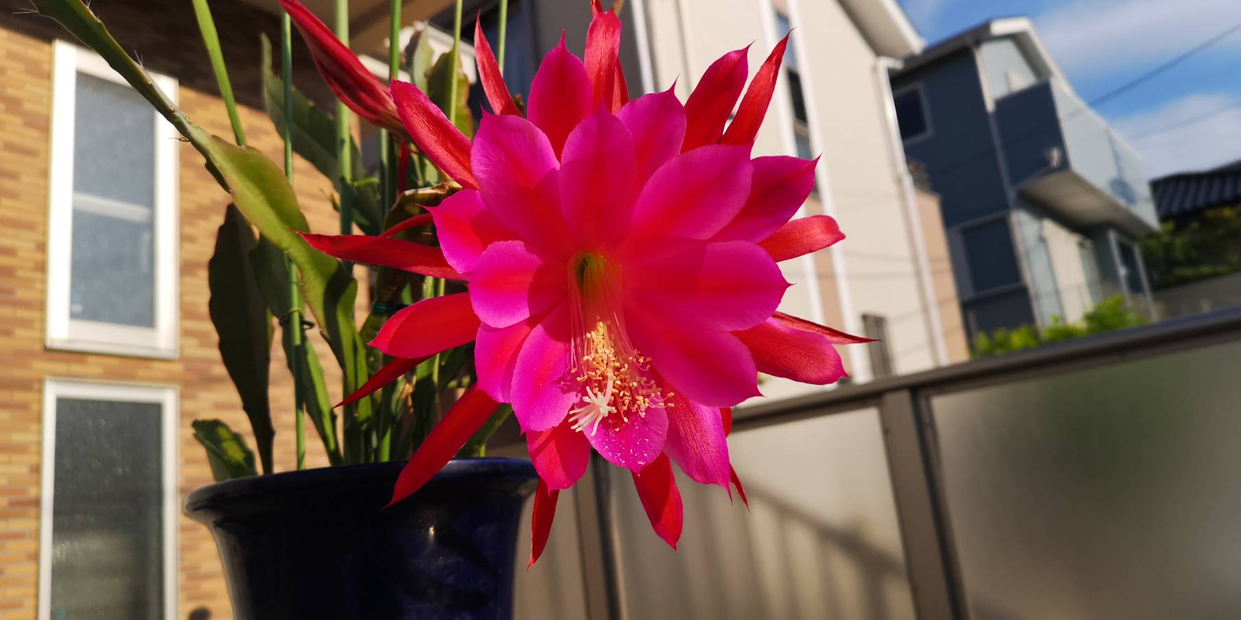 ヤマグチトーヨー 月下美人が咲きました